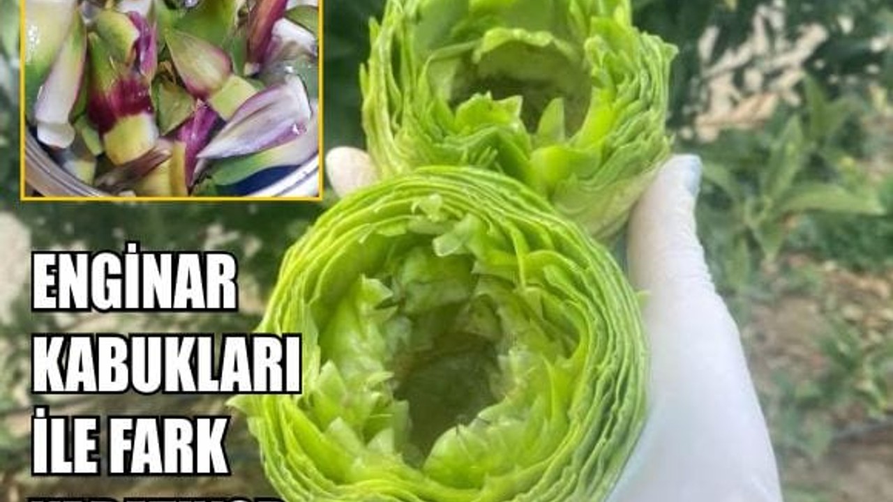 Balıkesir Meşhur Enginarı Kabuklarıyla da Fark Yaratıyor!