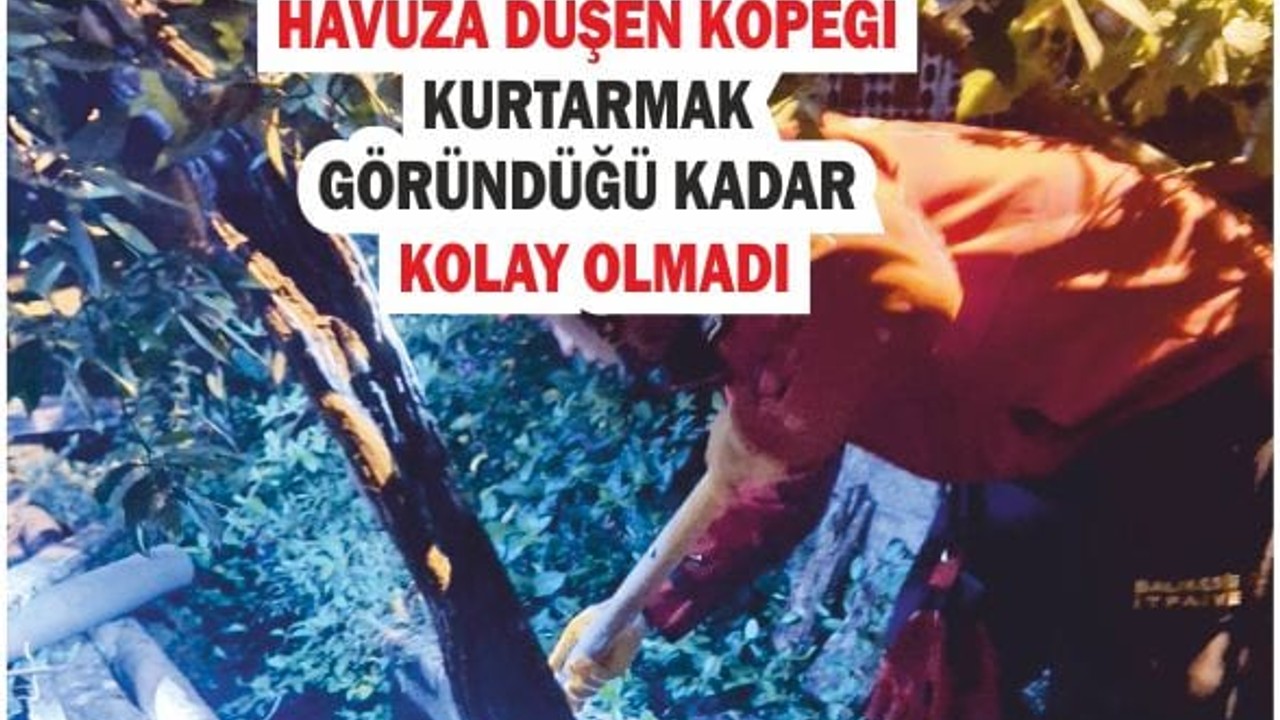 Havuza Düşen Köpek İçin Zamanla Yarış