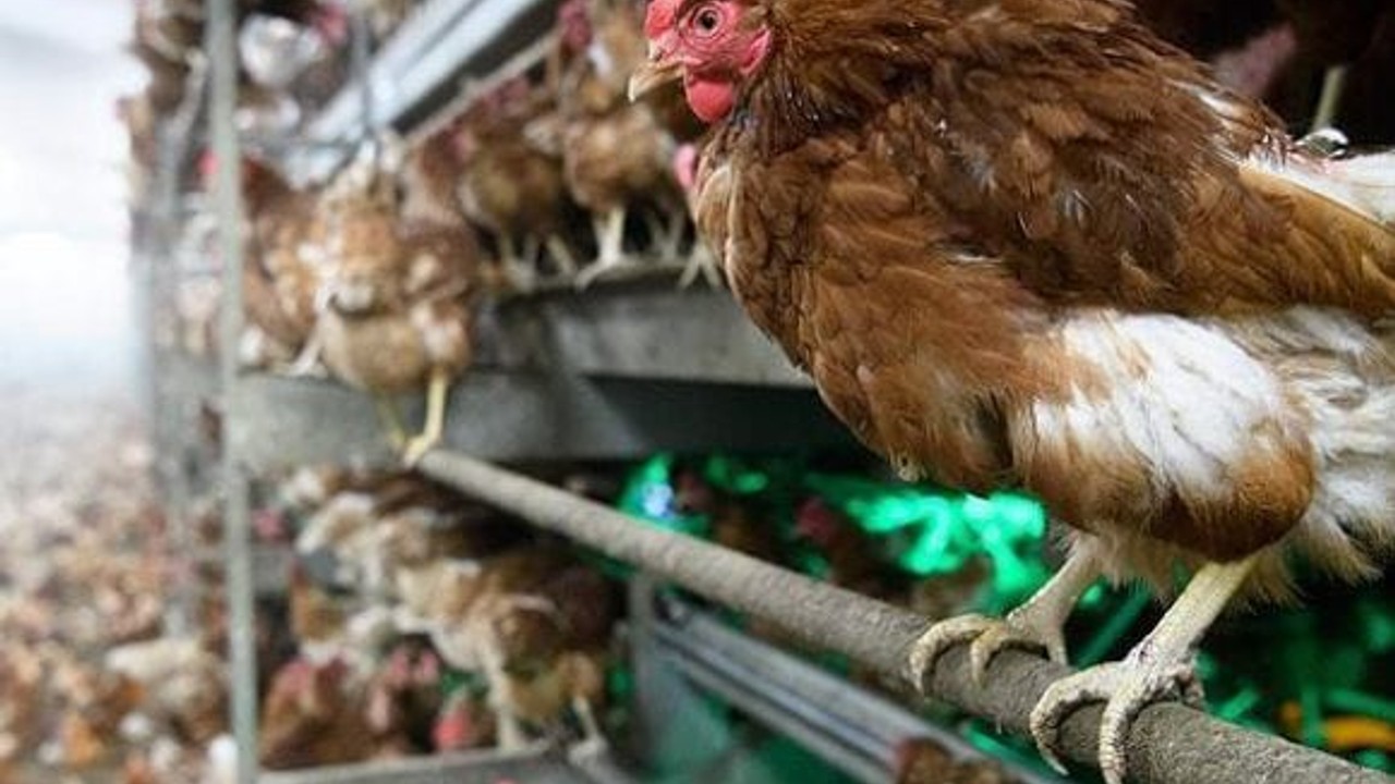 Tavuk Eti Üretimi Arttı, Yumurta Üretimi Geriledi