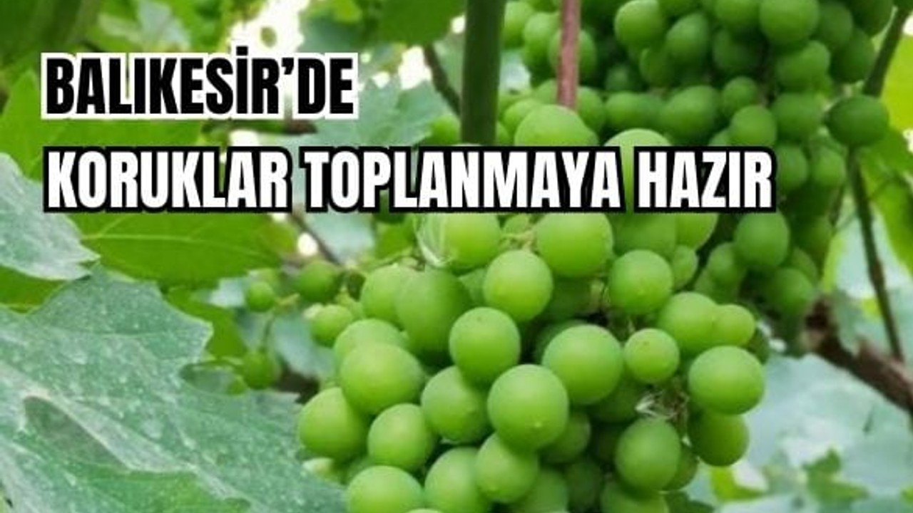 Balıkesir'de Koruklar Ne Zaman Toplanır?