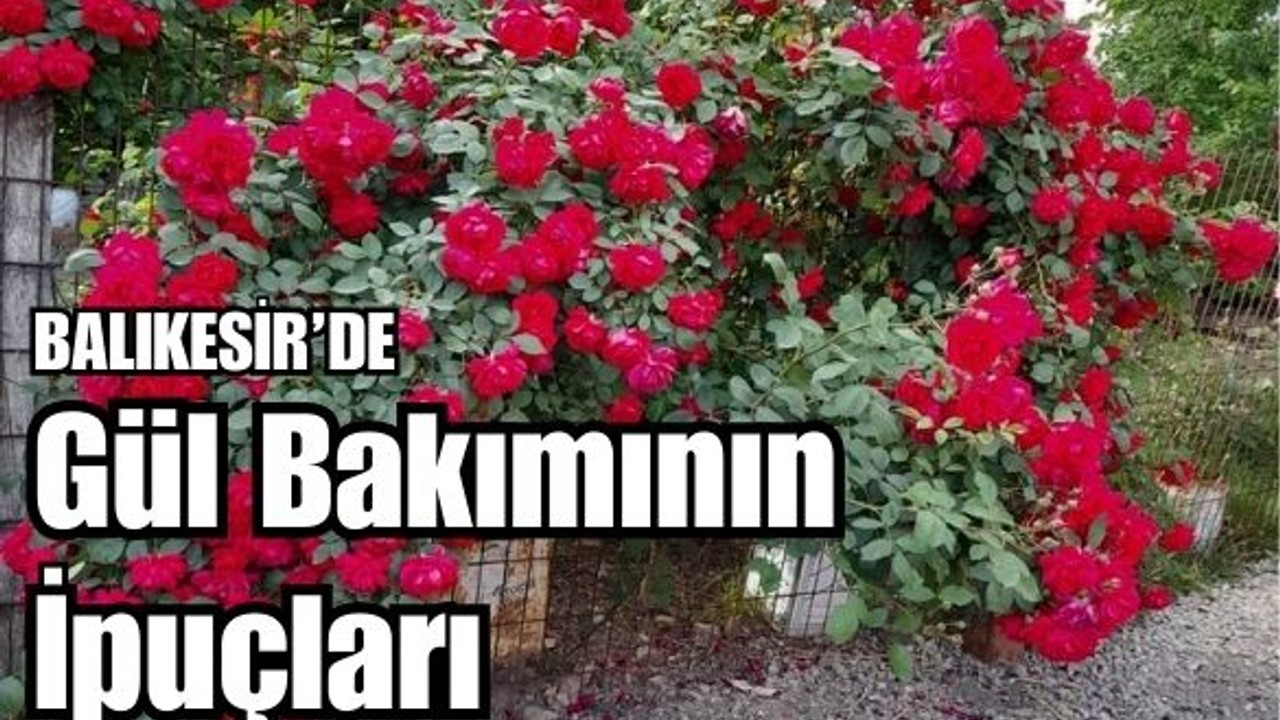 Balıkesir'de Gül Bakımı Nasıl Yapılır?