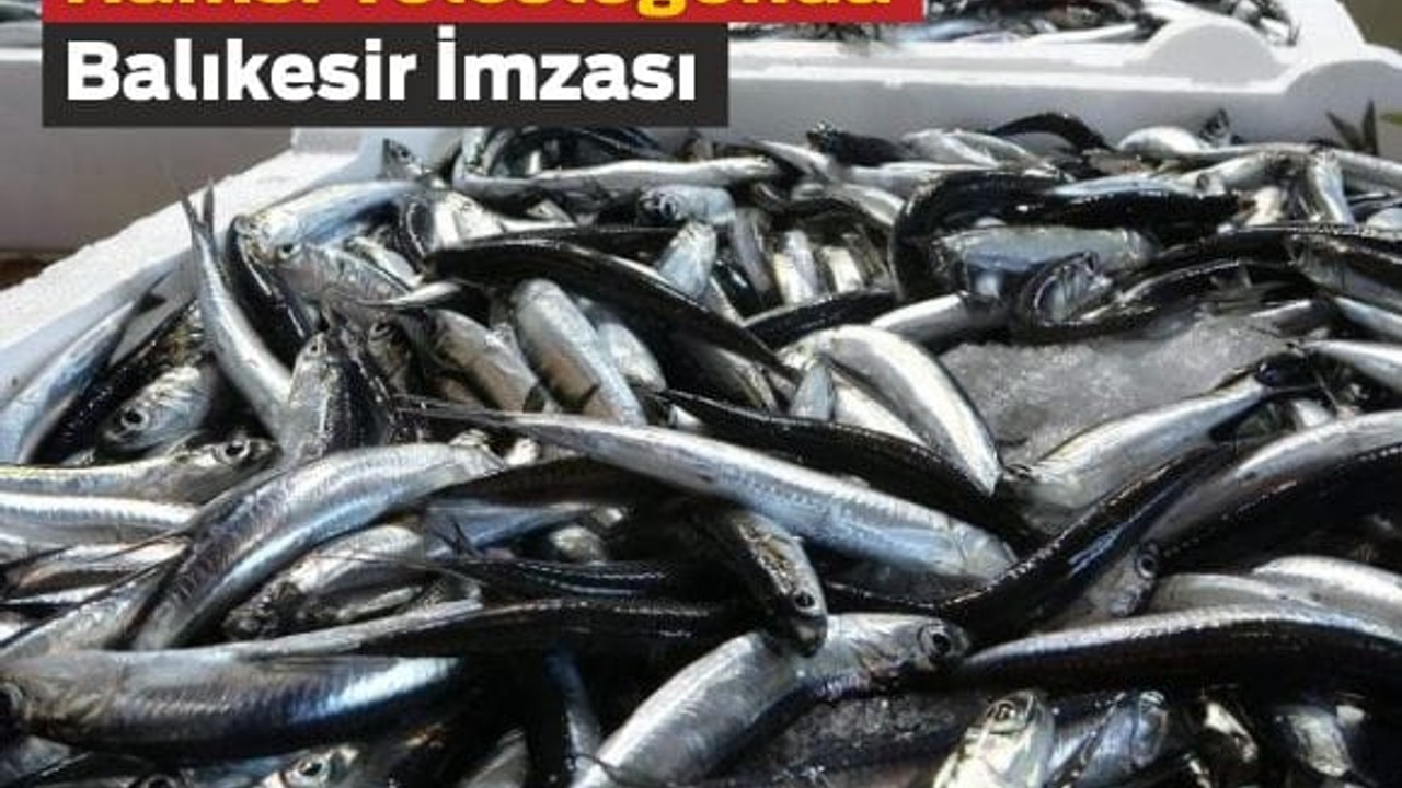 Balıkesir’in Hamsisi 20 Ülkeye Uçtu!