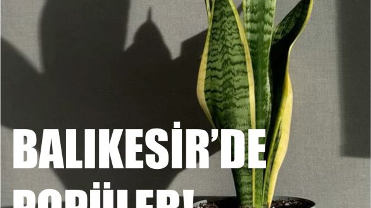 Balıkesirliler Kılıç Çiçeğine Yöneliyor