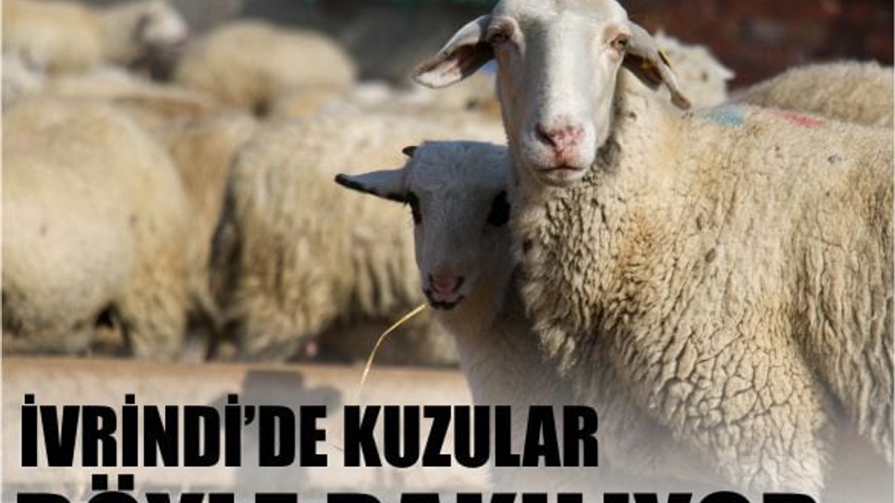 İvrindi Kuzularının Bakımı