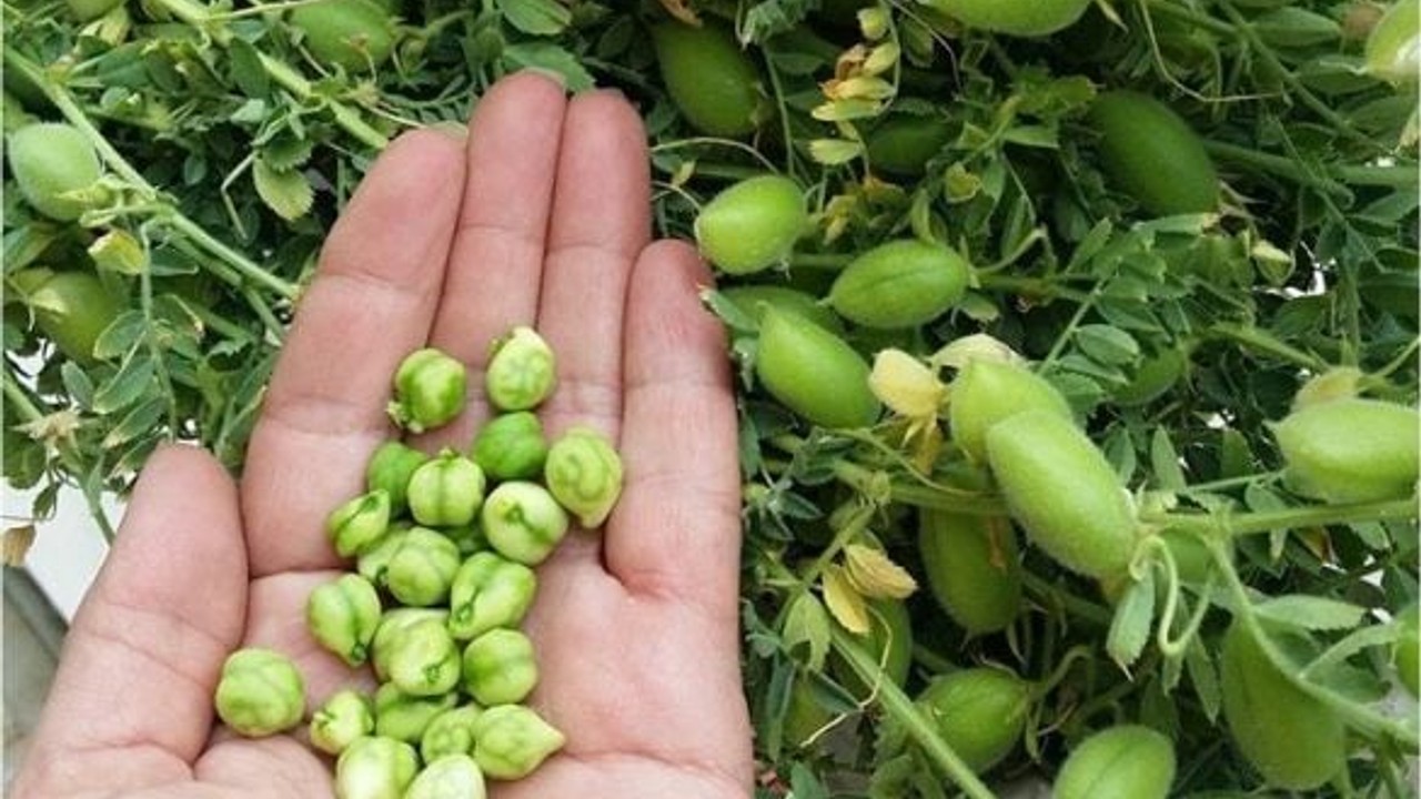 Balıkesir'de Taze Nohut Dönemi Başladı