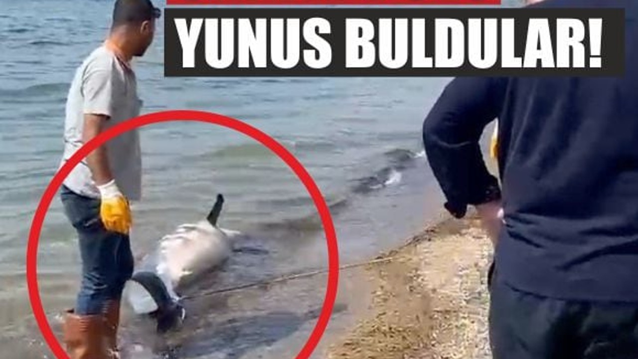 Balıkesir Sahilinde Gizemli Olay: Ölü Yunus Kıyıya Vurdu!