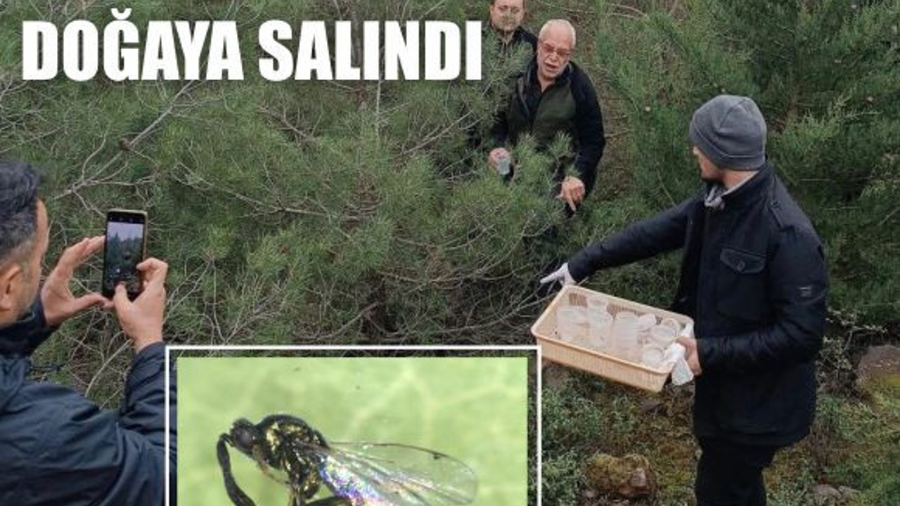 Terminatörler Balıkesir Ormanlarını Koruyacak