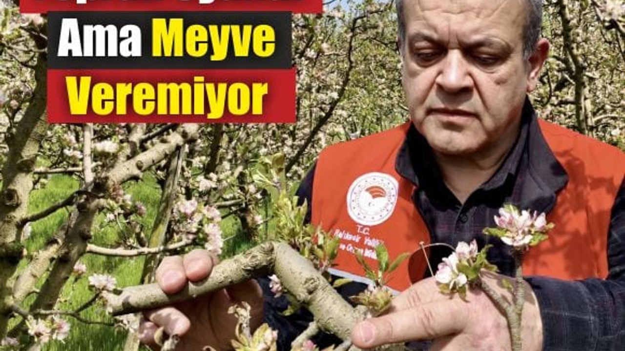Balıkesir’de Elma Bahçelerinde Alarm!