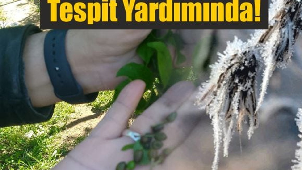 Balıkesir’de Zirai Don Faciası