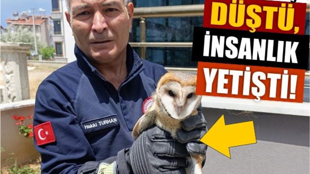 Baykuş Düştü, İnsanlık Yetişti!
