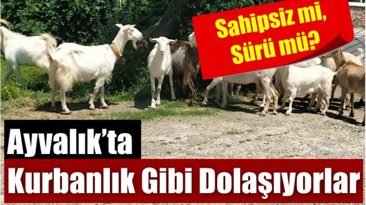 Ayvalık Sokaklarında Başka Bir Trafik!