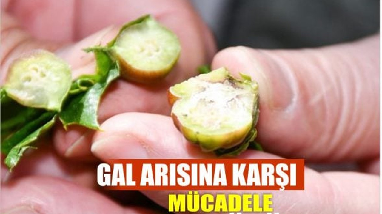 Bandırma’da Kestane Gal Arısı'na Karşı Biyolojik Mücadele Sürüyor