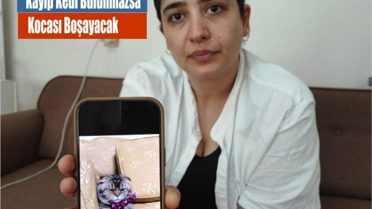 Kayıp Kedi Bulunmazsa Kocası Boşayacak