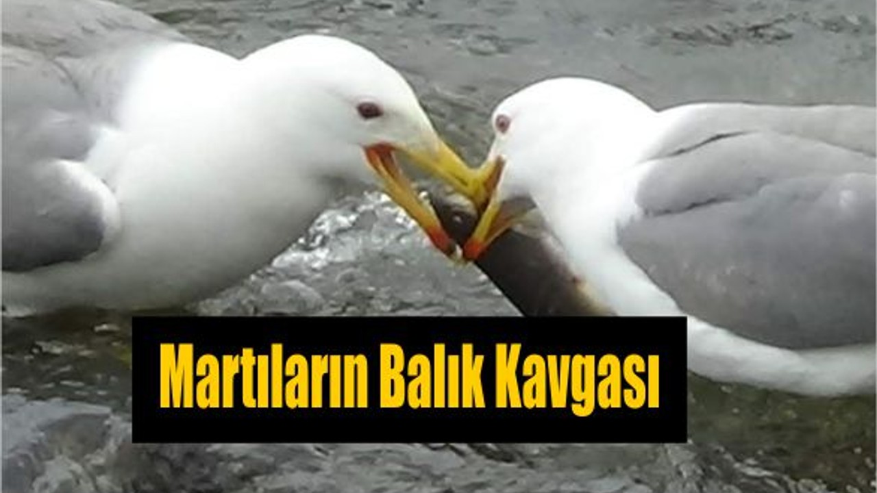Martıların Balık Kavgası
