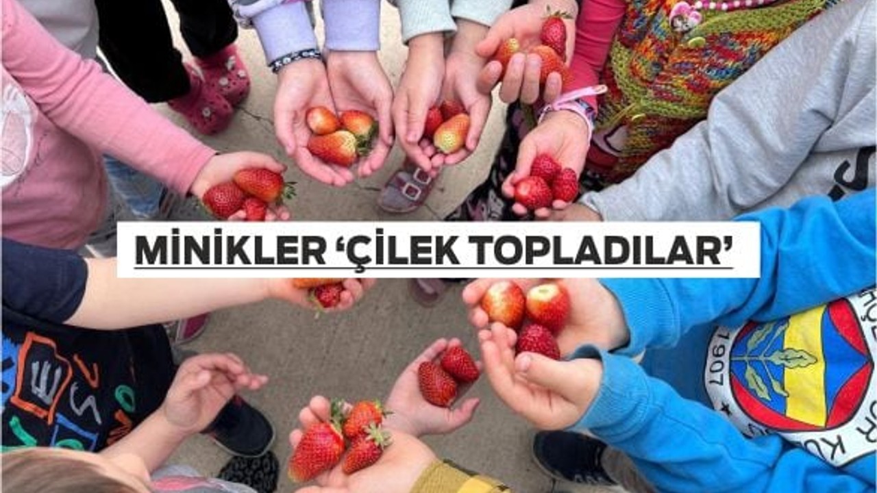 Minik Öğrenciler Tarlada Çilek Topladı
