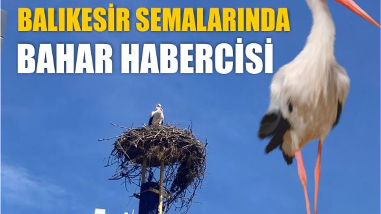 Göç Mevsiminde Balıkesir’i Tercih Ettiler