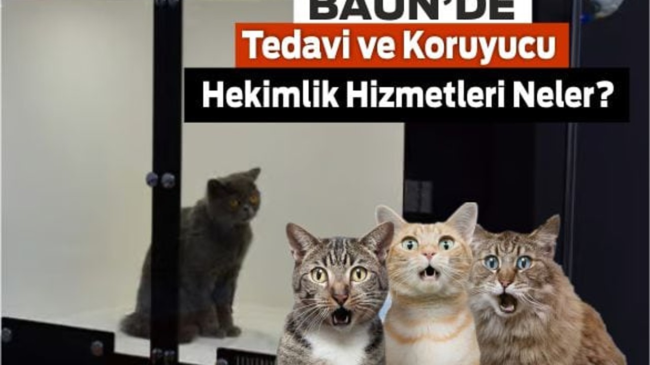 BAÜN Hayvan Hastanesinde Ne Hizmetleri Var?