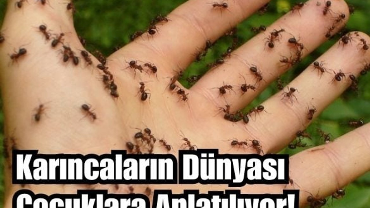 Çocuklara Karıncaların Dünyasını Anlatan Kitap Raflarda