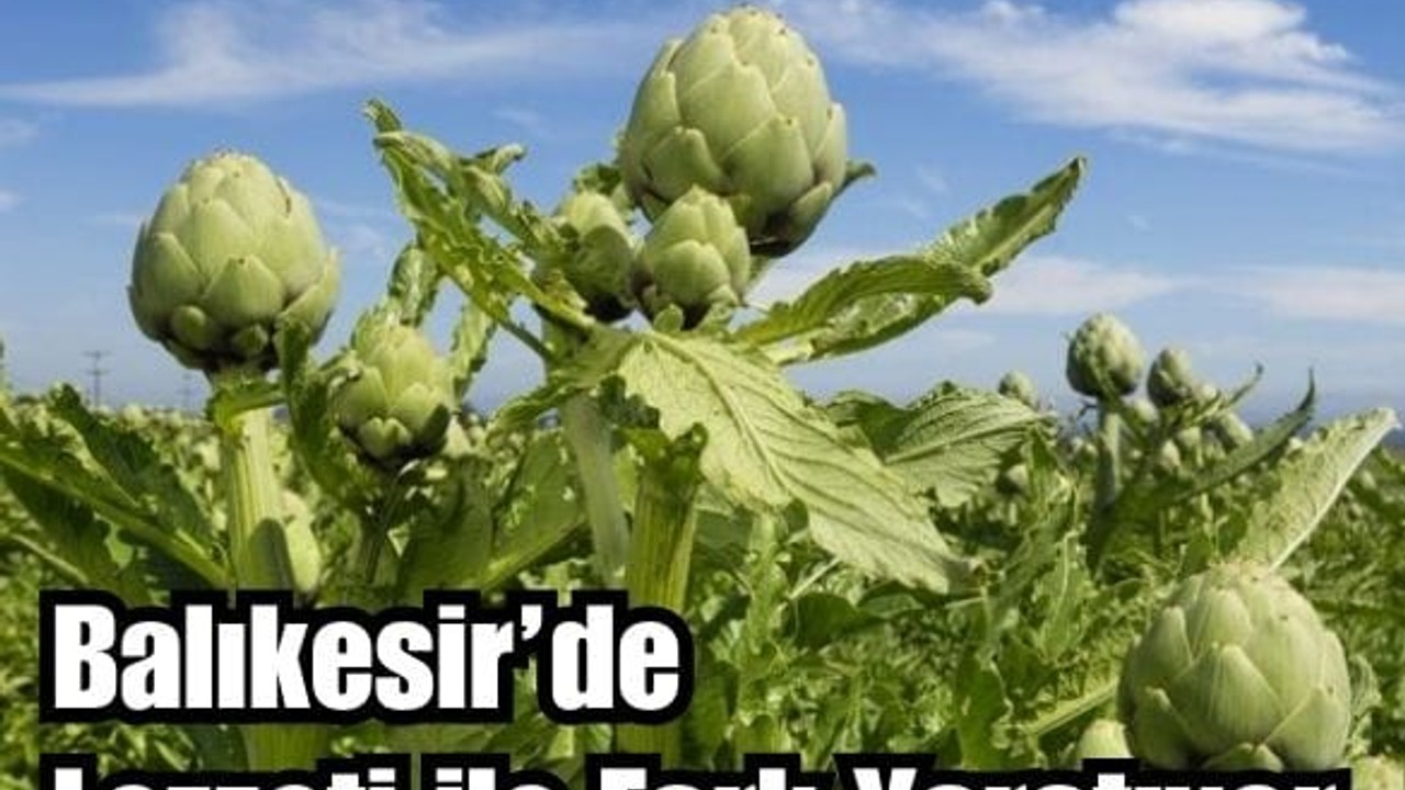İspanyol Enginarı Balıkesir'de Yetişiyor