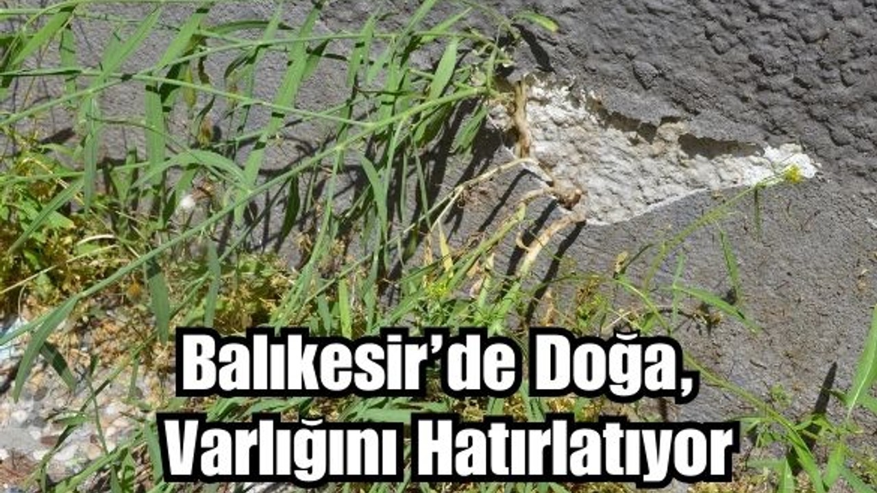 Beton Arasında Bir Hayat