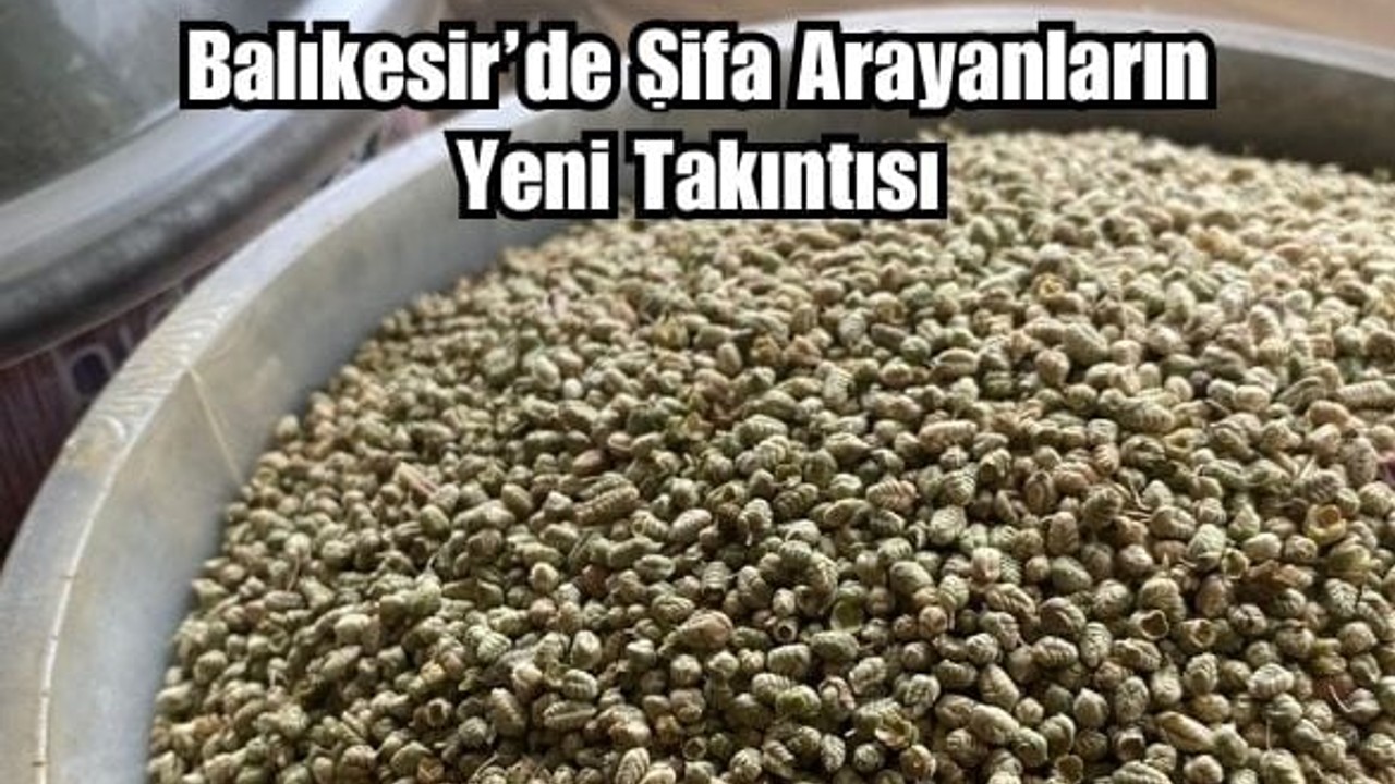 Balıkesir’de Herkes Bu Otun Peşinde!