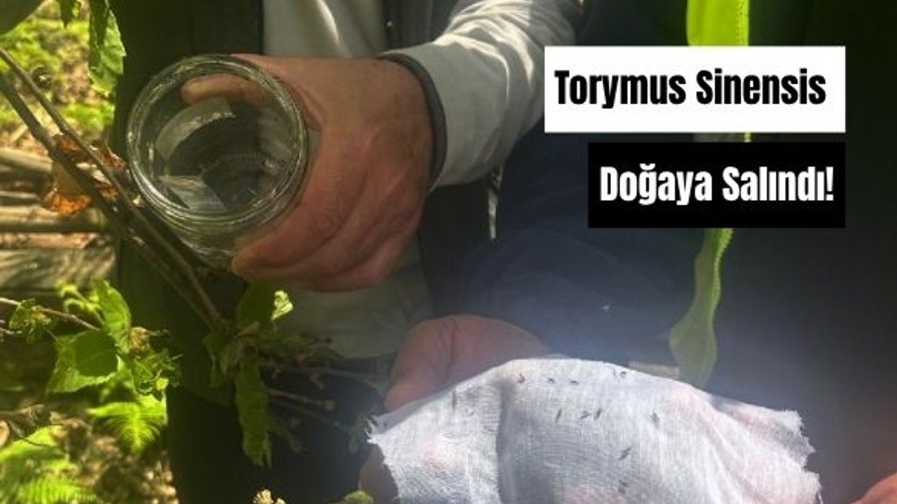 Kestane Ormanlarında Biyolojik Mücadele Başladı!