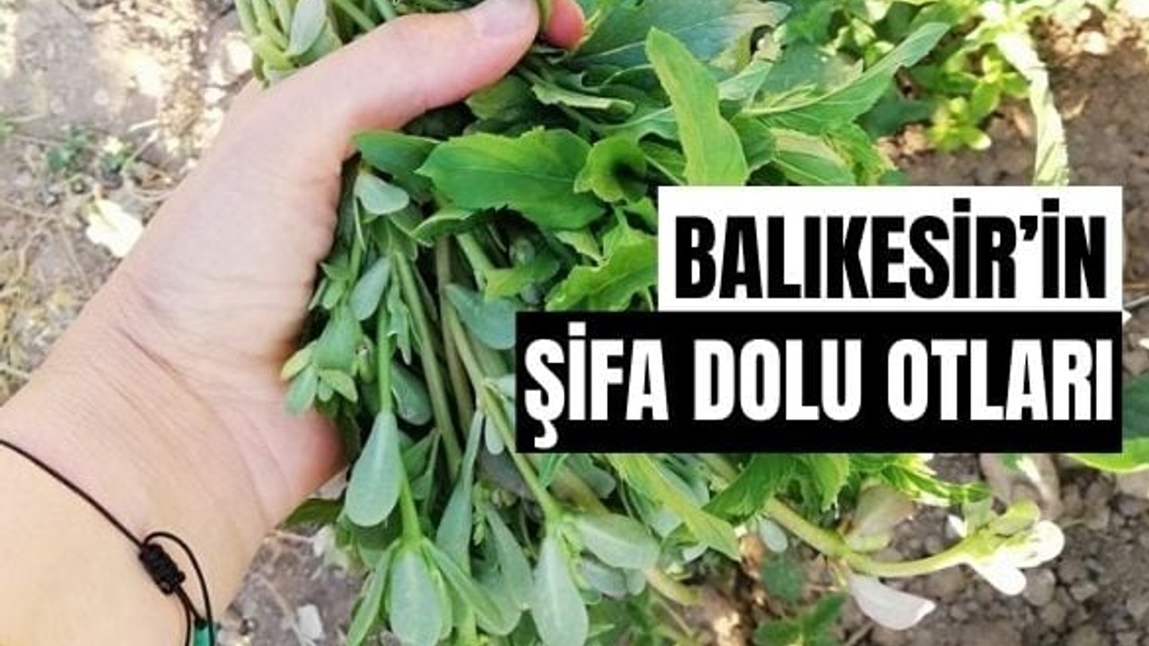 Balıkesir'in Pazarlarından Ege Otları