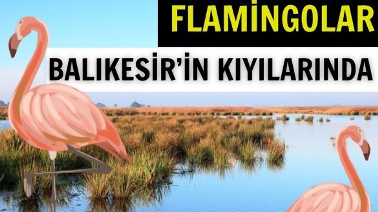 Balıkesir'de Flamingolar Nerede İzlenir?