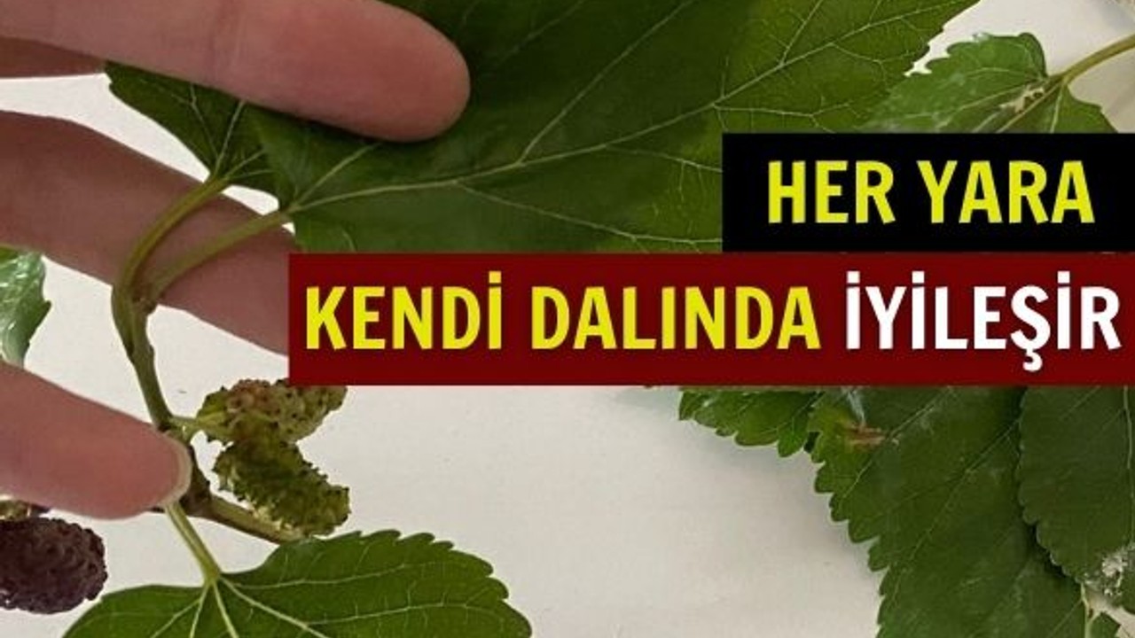Yarasına Merhem Kendi Dalında