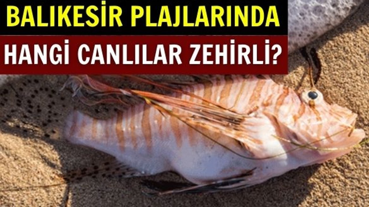 Balıkesir Kıyılarında Karşılaşılabilecek Zehirli Deniz Canlıları