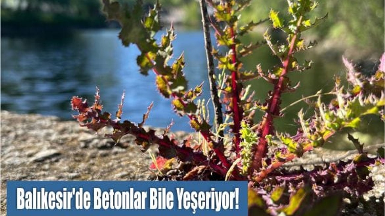 Balıkesir’de Betonlar Bile Yeşeriyor! Şehirde Her Köşe Başından Ot Fışkırıyor