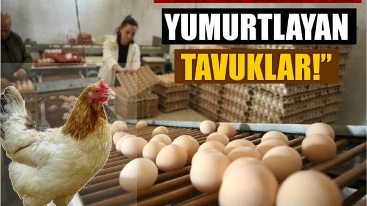 Balıkesirli Çiftçi Yumurta Üretiminde Yapay Zeka Kullanıyor!