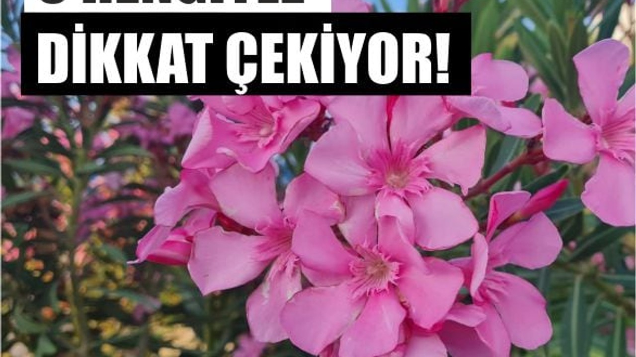 Altınoluk'ta Zakkumlar Göz Kamaştırıyor