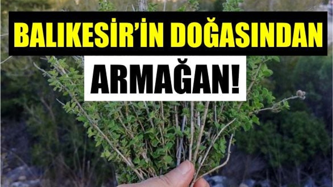 Balıkesir'in Köylerinden Çıkan Şifa: Kekik