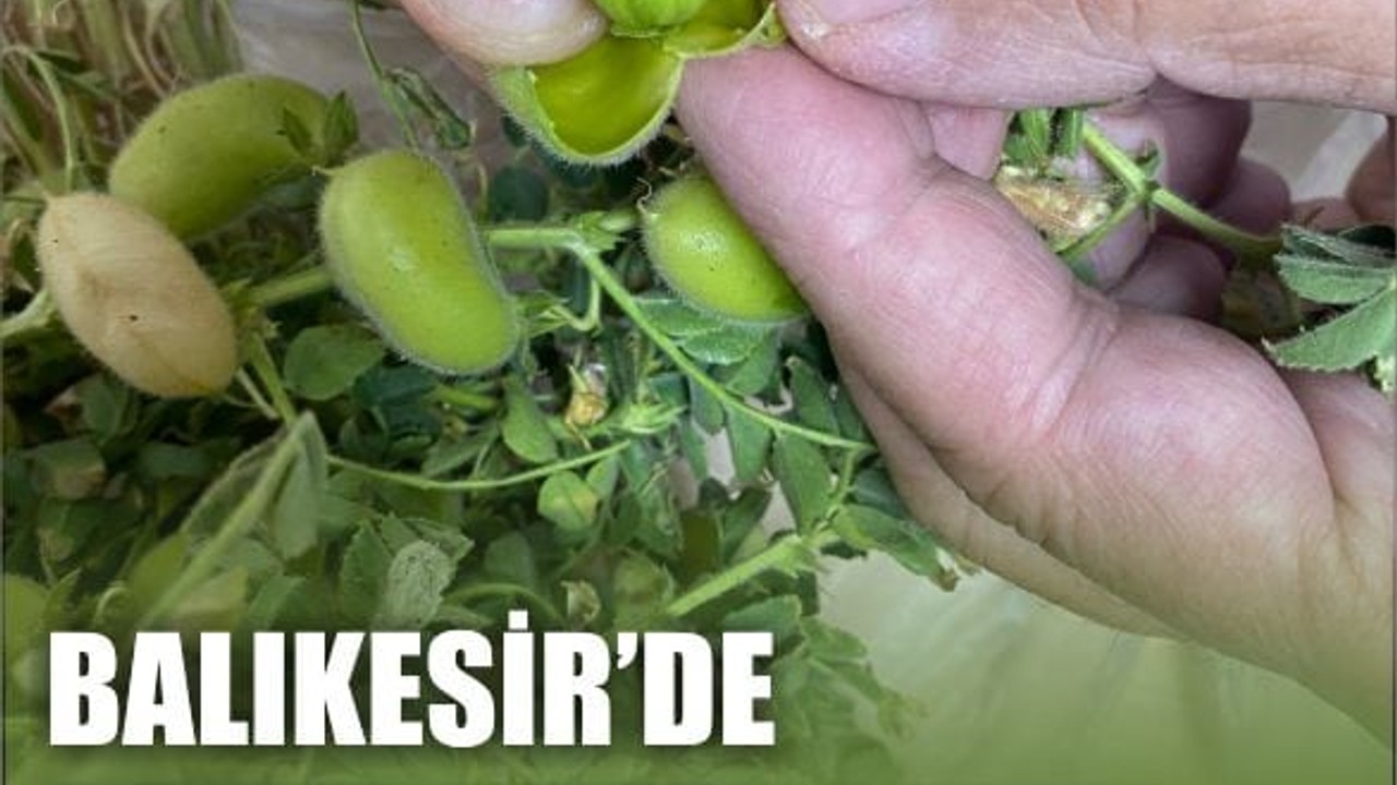 Balıkesir'de Demet Demet Taze Nohut Satılıyor