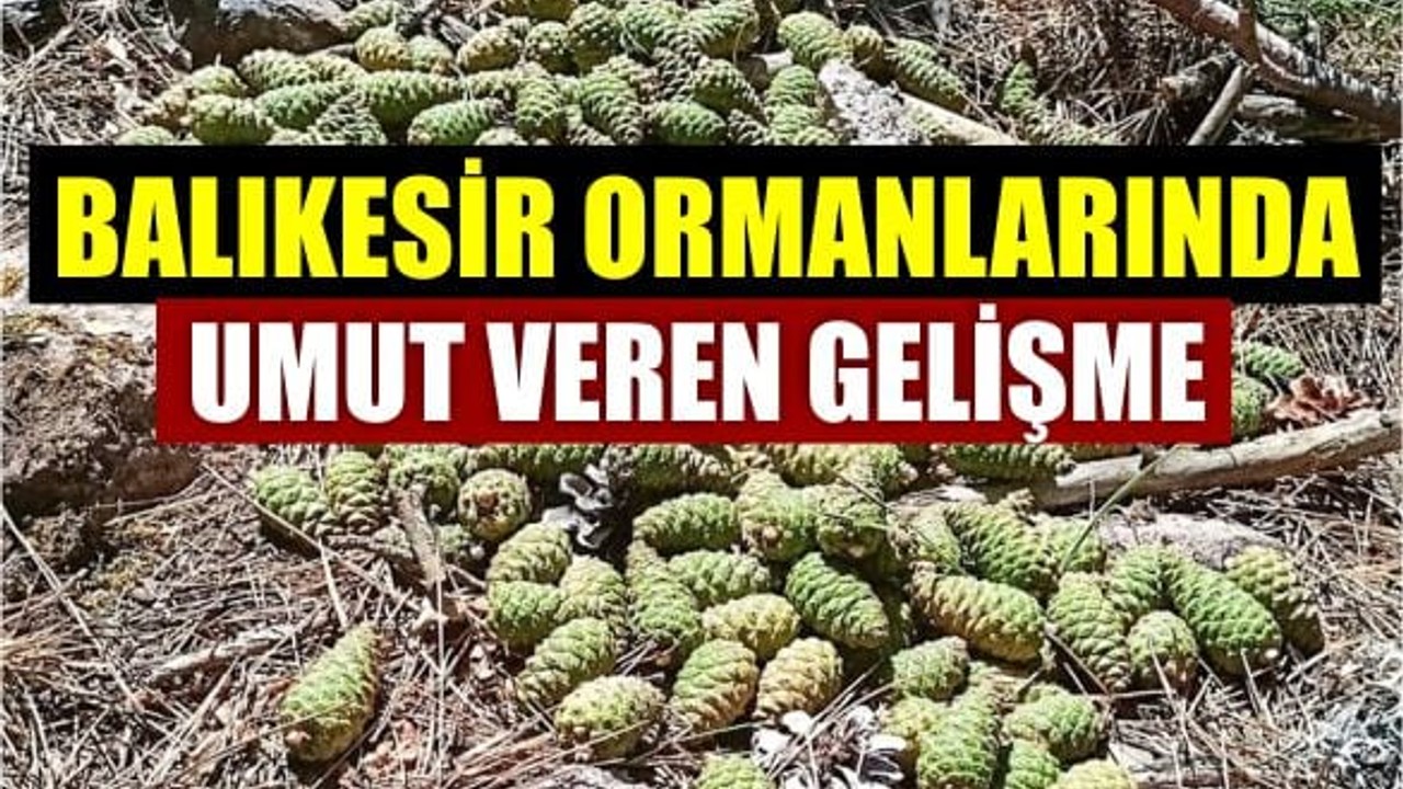 Balıkesir Ormanlarında Umut Veren Gelişme