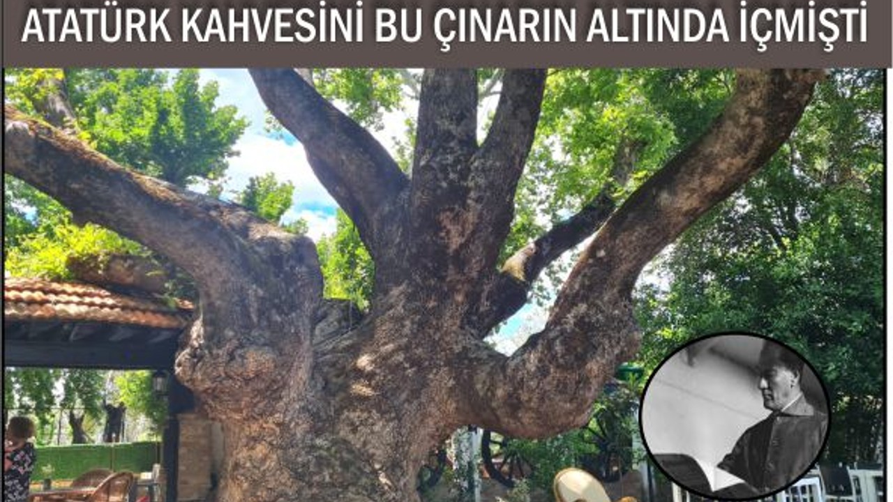 Edremit’te 450 Yıllık Doğal Miras: Atatürk Çınarı