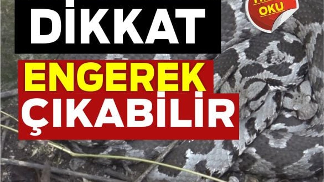 Balıkesir'de Engerek Alarmı