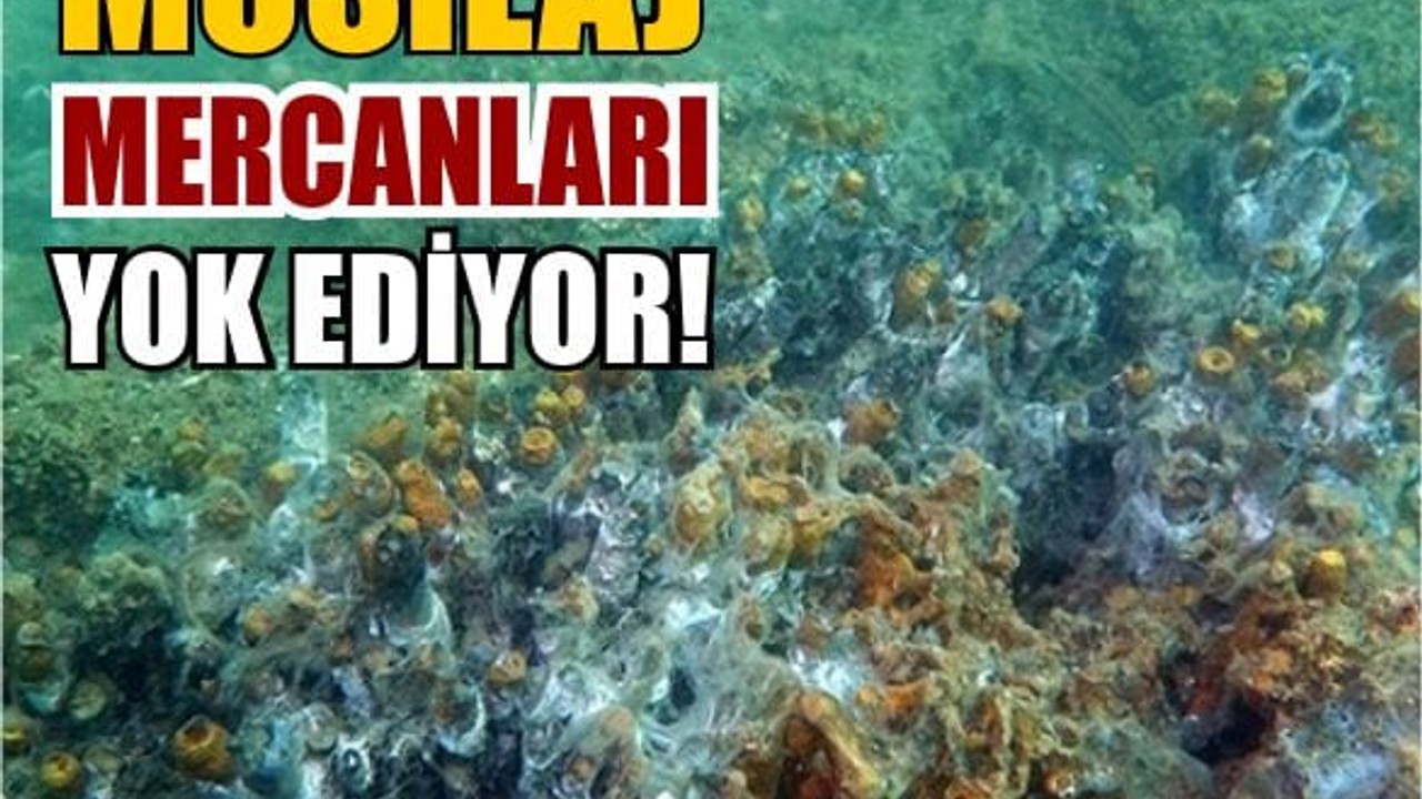 Marmara'daki Mercanlar Tehlike Altında