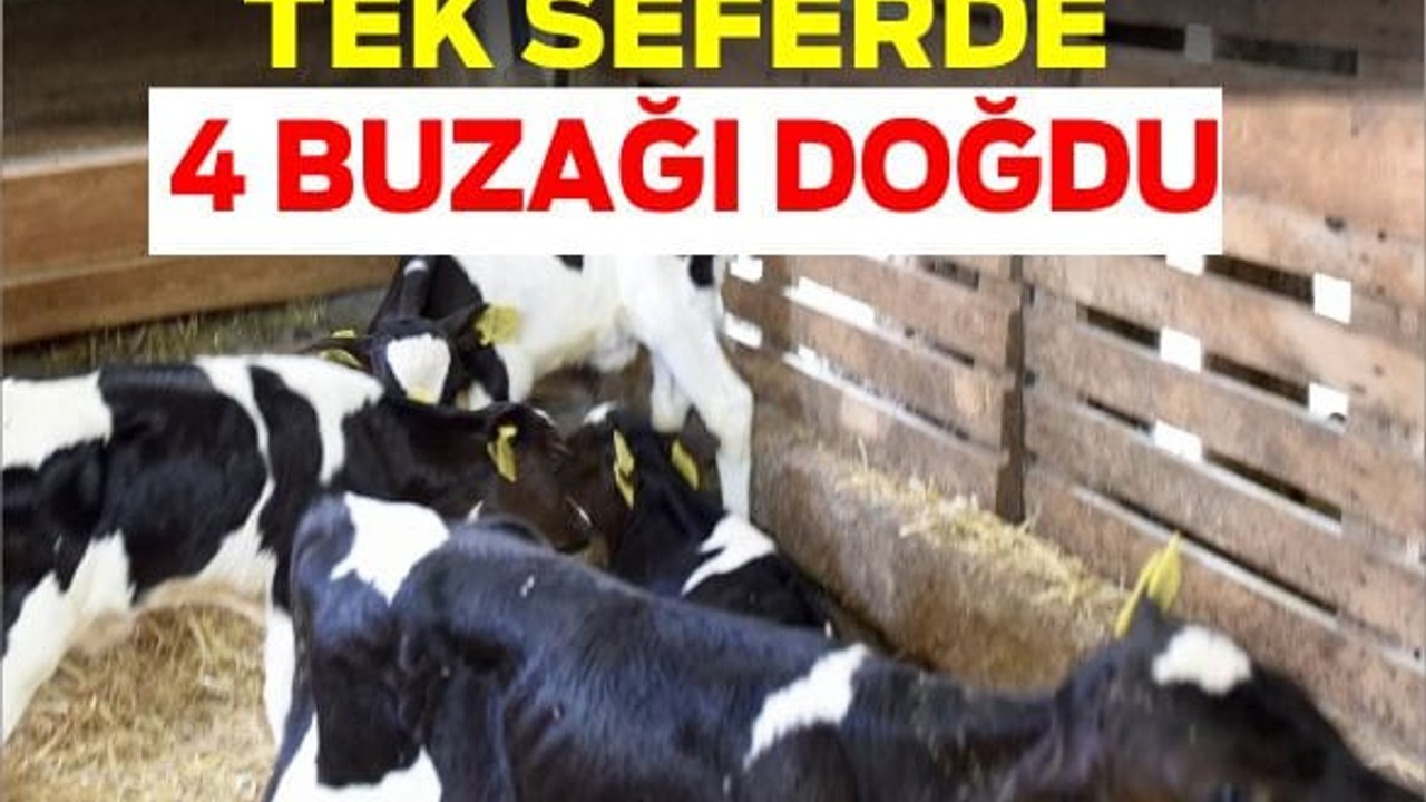 Susurluk’ta Aynı Anda Dört Buzağı Dünyaya Geldi