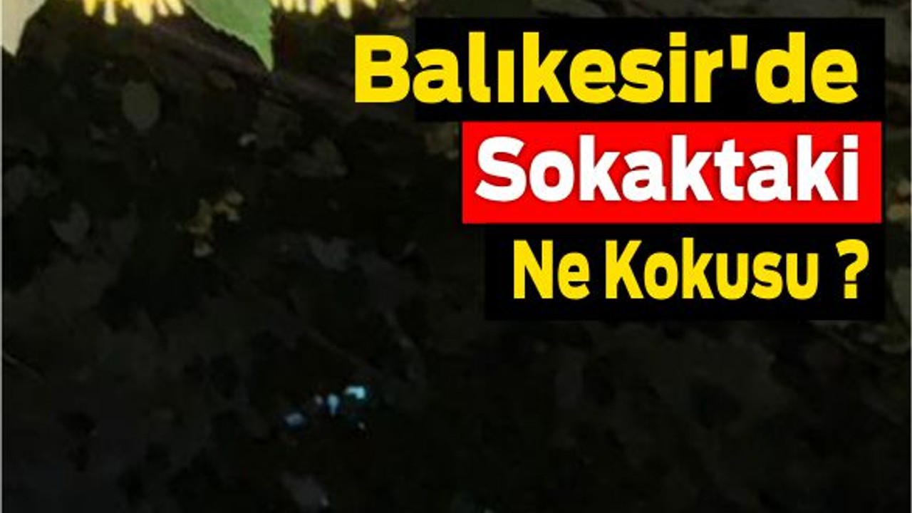 Balıkesir'de Sokaklarda Yoğun Ihlamur Kokusu
