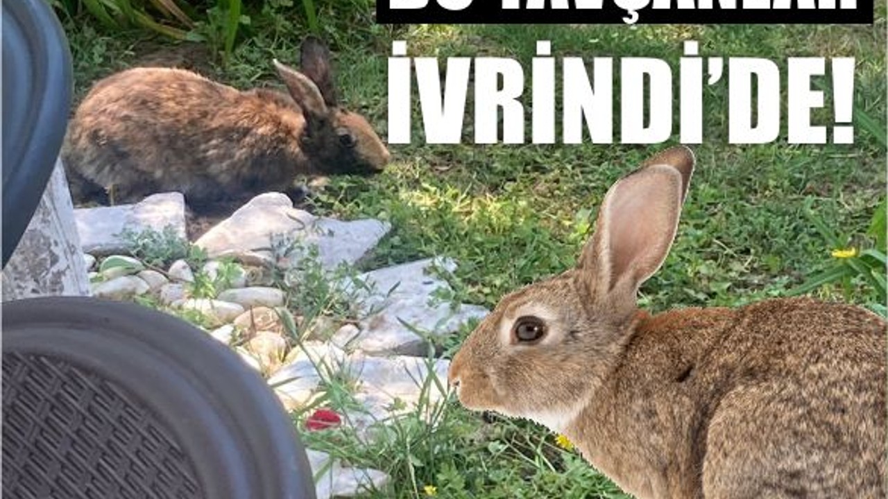 İvrindi'de Çay Bahçelerinde Tavşan Sürprizi!