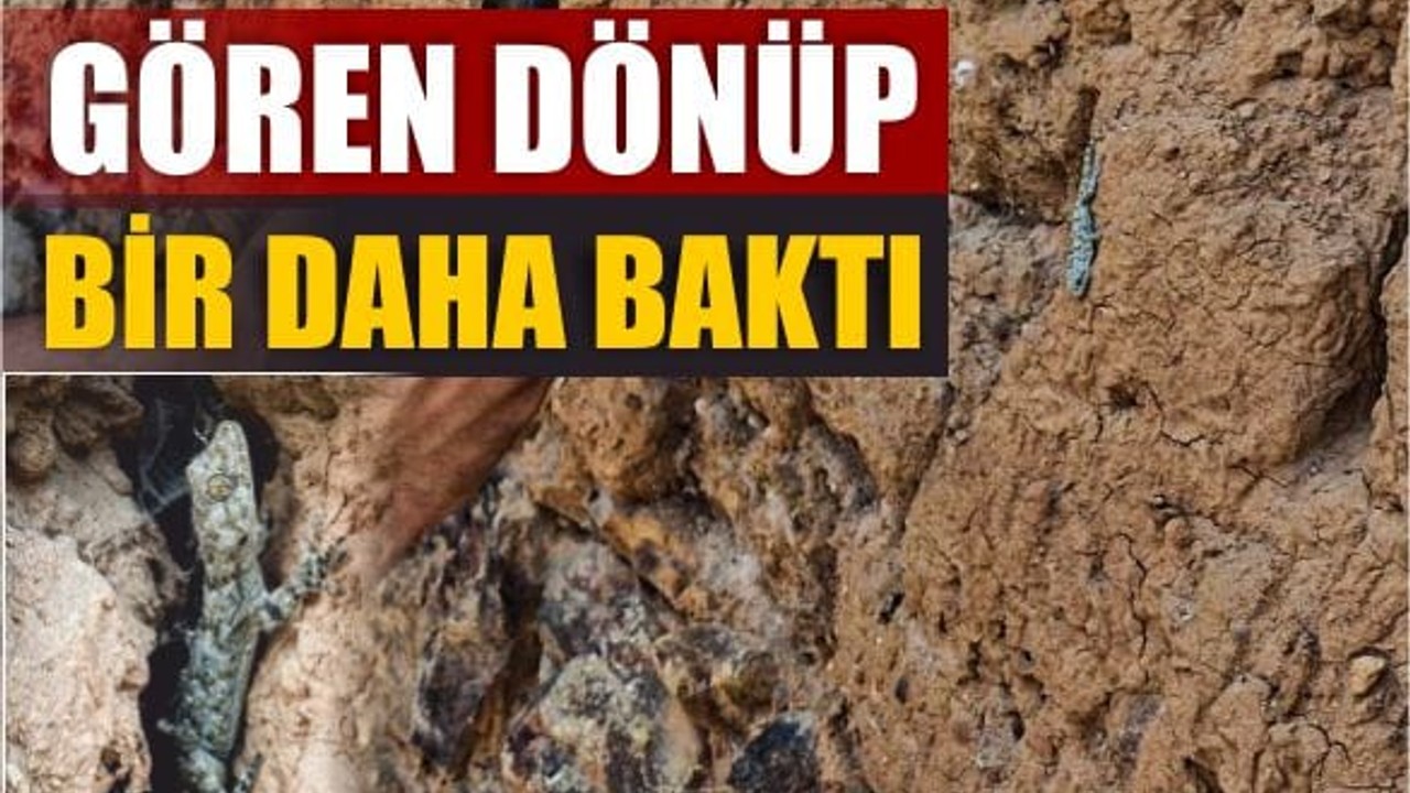 Duvar Zannettik, Canlı Çıktı! Balıkesir’de Geko Heyecanı