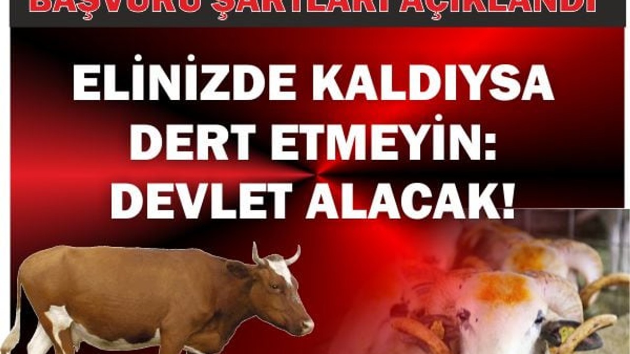 Elinizde Kaldıysa Dert Etmeyin: Devlet Alacak!