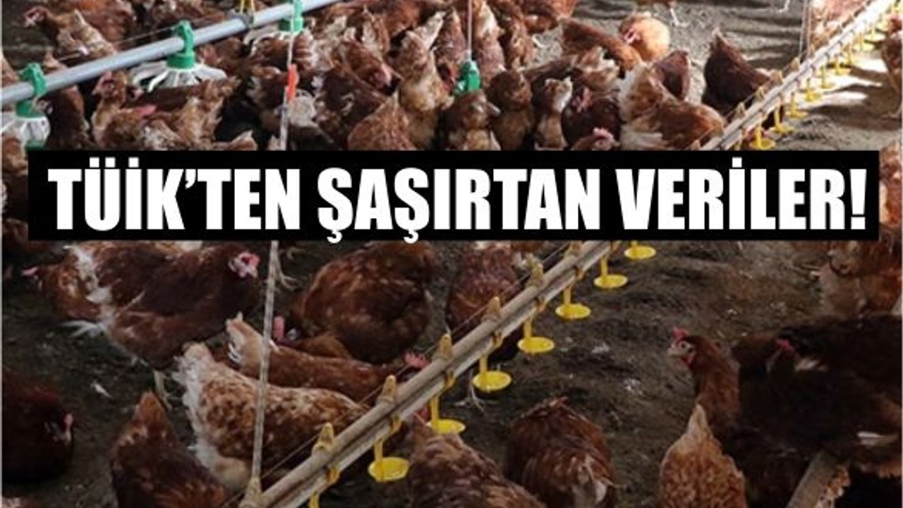Tavuk Eti Üretiminde Artış, Yumurta Üretiminde Düşüş Sürüyor