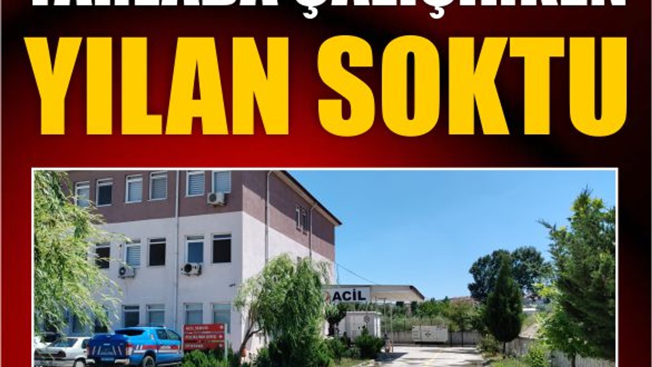 Savaştepe'de Tarlada Yılan Şoku! Hastanelik Oldu