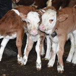 Nevşehir’de boş araziye atılmış 8 buzağı kadavrası bulundu