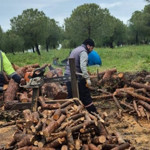 Ayvalık’ta Yeşil Alan Mesaisi