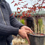 Balıkesir'de 7 Meyve, 3 Ülke!