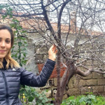 Edremit’te Erik Ağacı ve Çiğdemler Erken Açtı